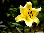 百合花