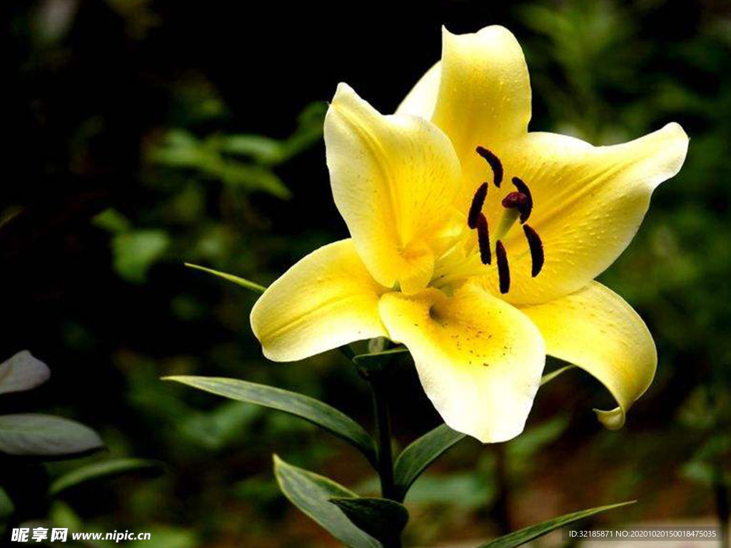 百合花