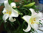 白合花