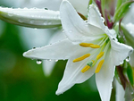 玉簪花