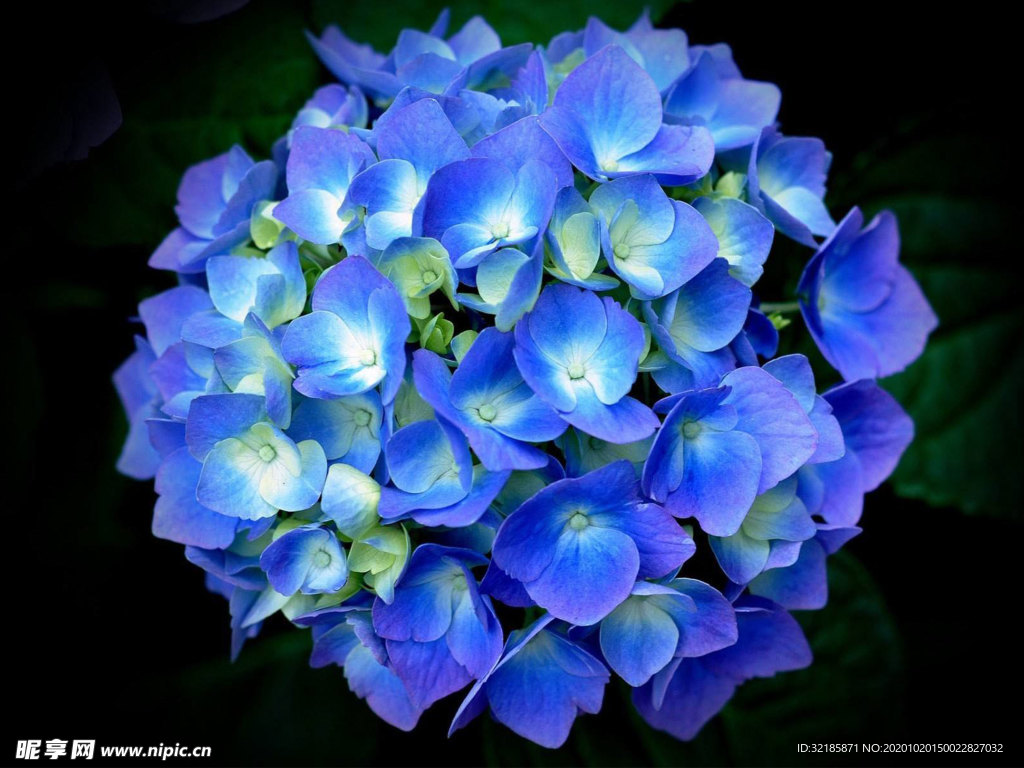 绣球花