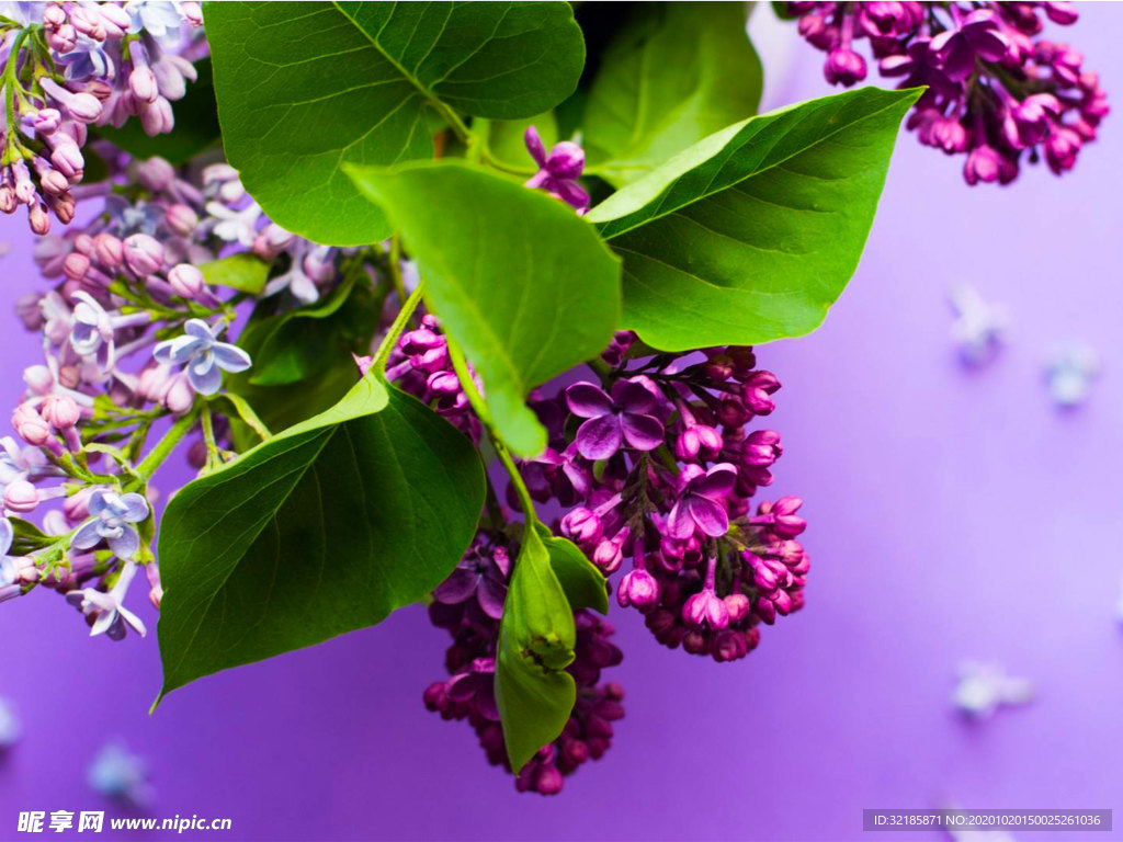 丁香花