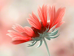 菊芋