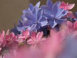 蓝花丹