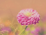 绣线菊花