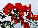 凌霄花