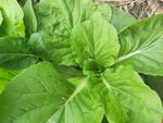 田园里 青菜苗 绿叶  青菜