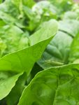 田园里 青菜苗 绿叶 虫子 青