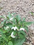 菜地里的辣椒花