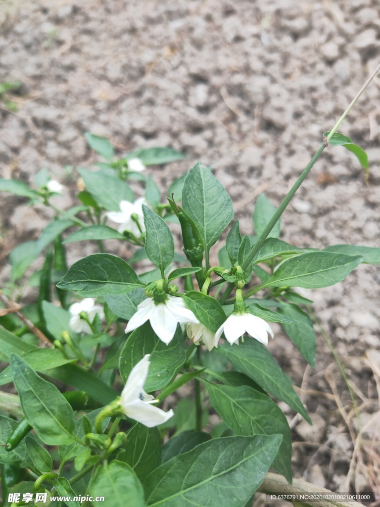 菜地里的辣椒花