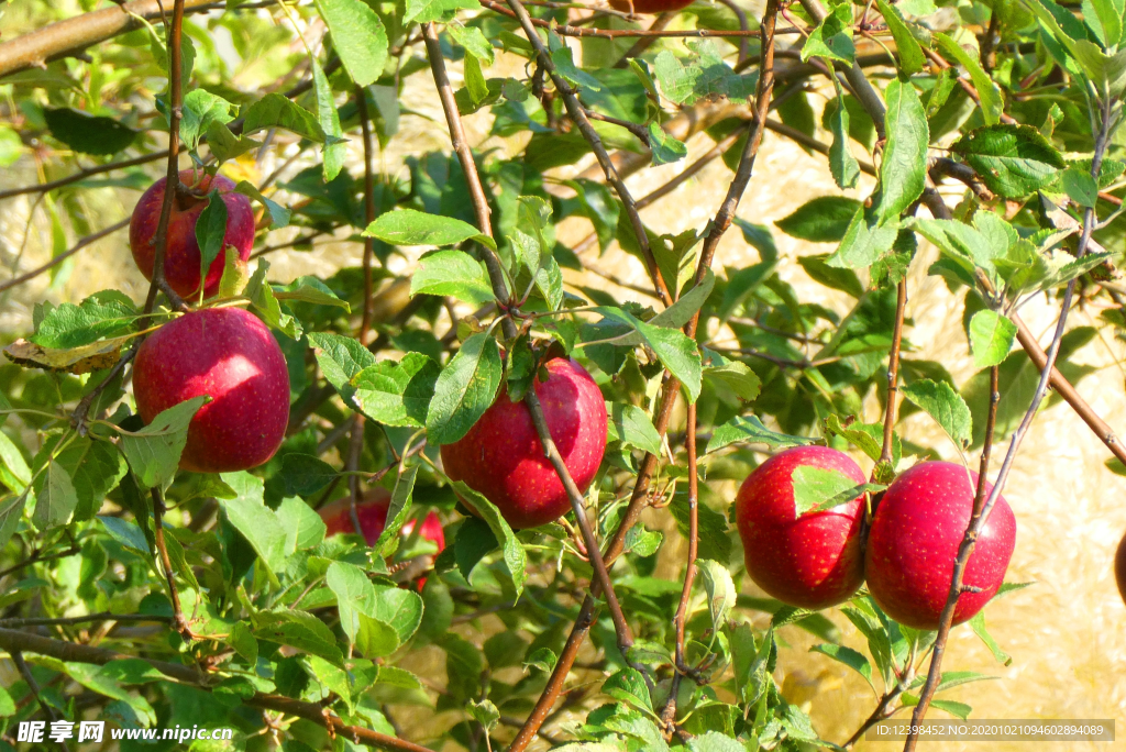 树枝上的苹果