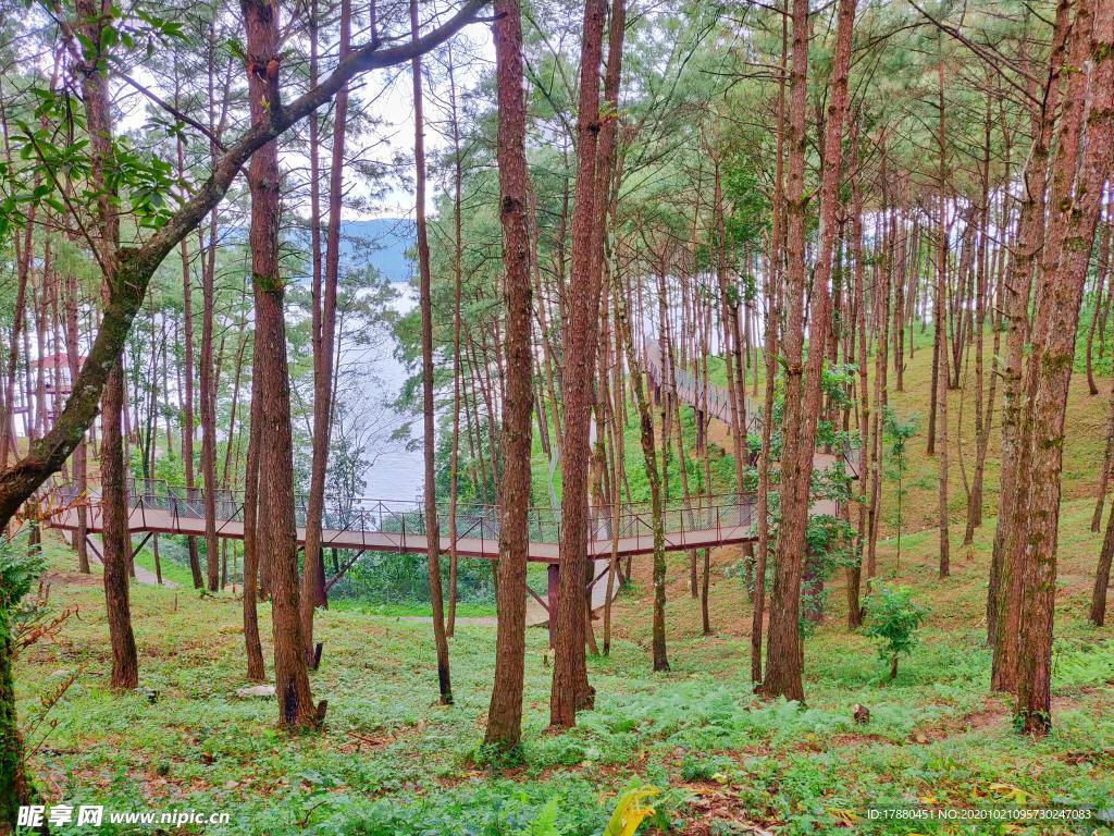 丛林