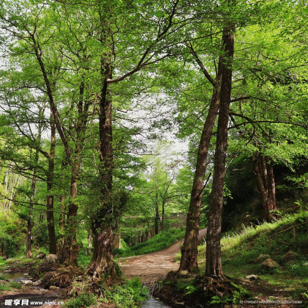 丛林