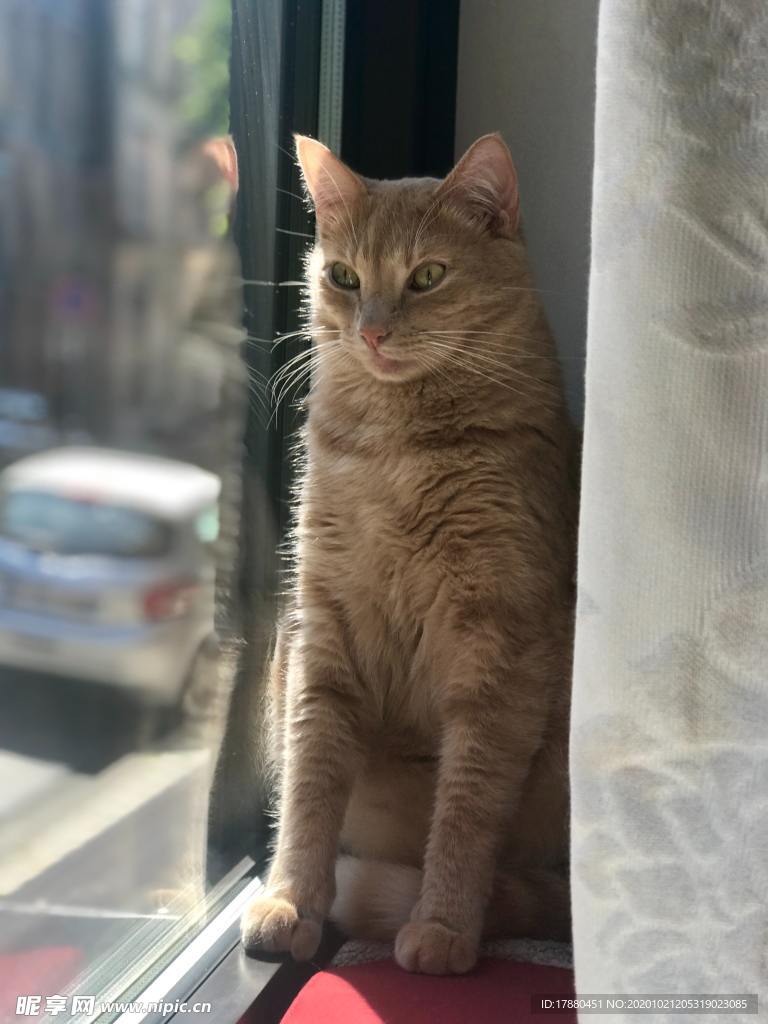 猫