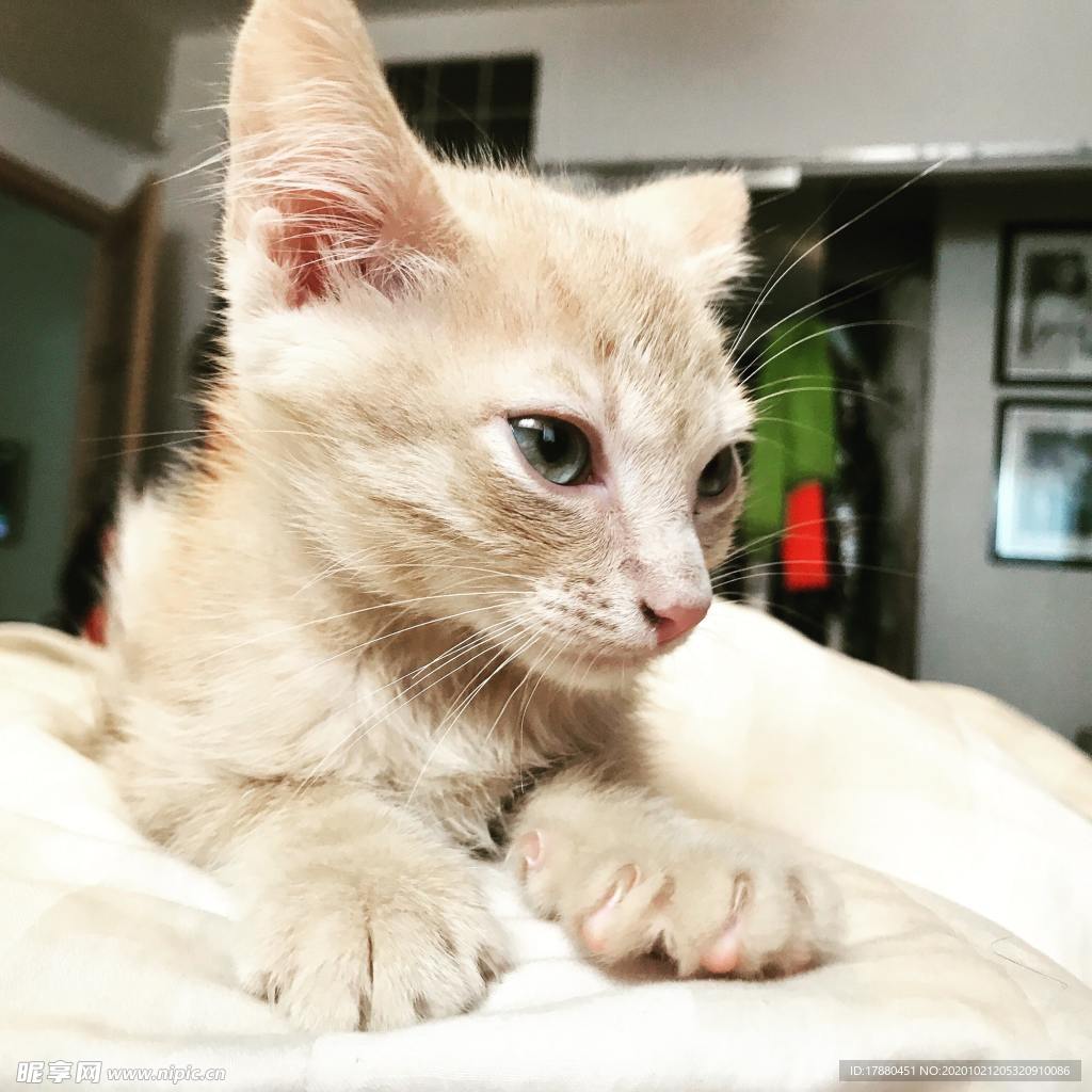 猫