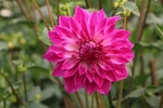 大丽花