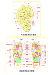 耳部足底经络图