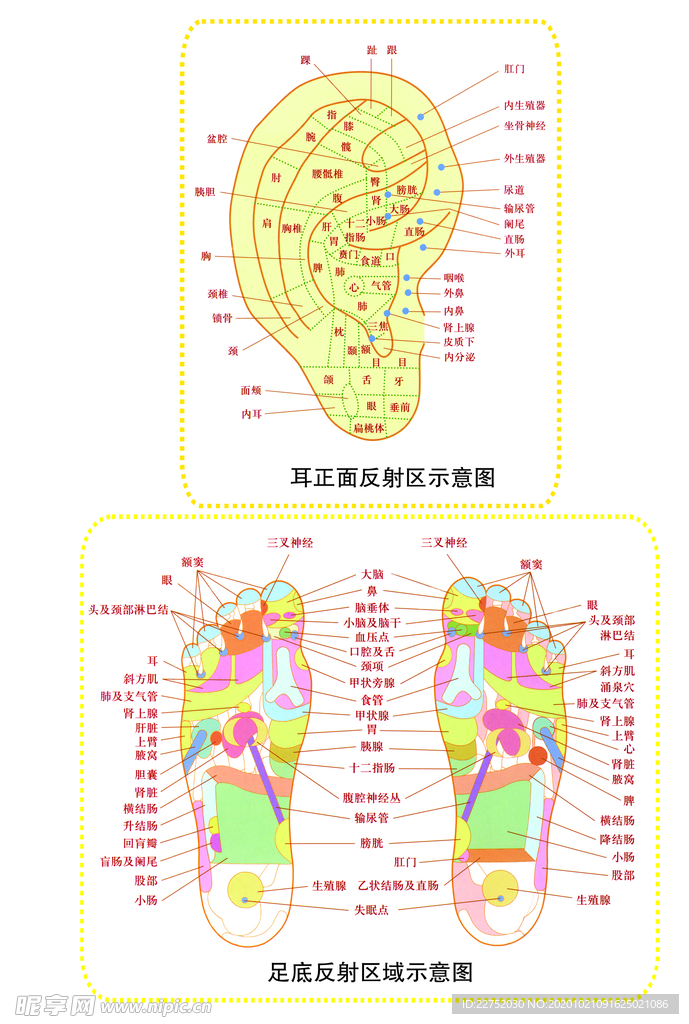 耳部足底经络图