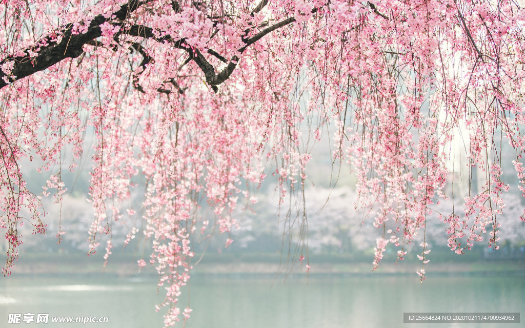 浪漫樱花串