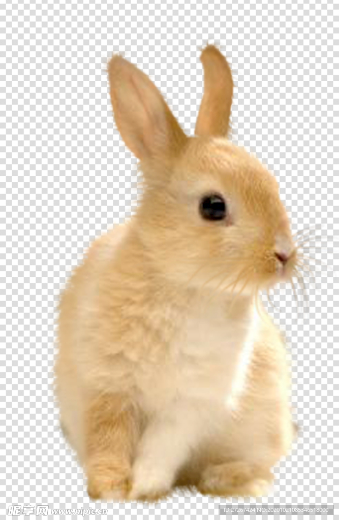 兔子 兔