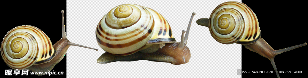 爬行的蜗牛