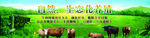 新鲜自然黄牛牛肉养殖场海报