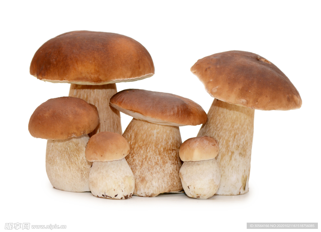 蘑菇香菇食材背景海报素材