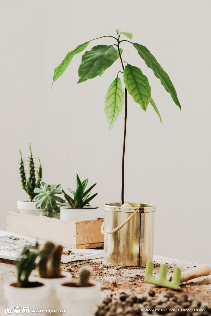 绿植种植清新背景海报素材