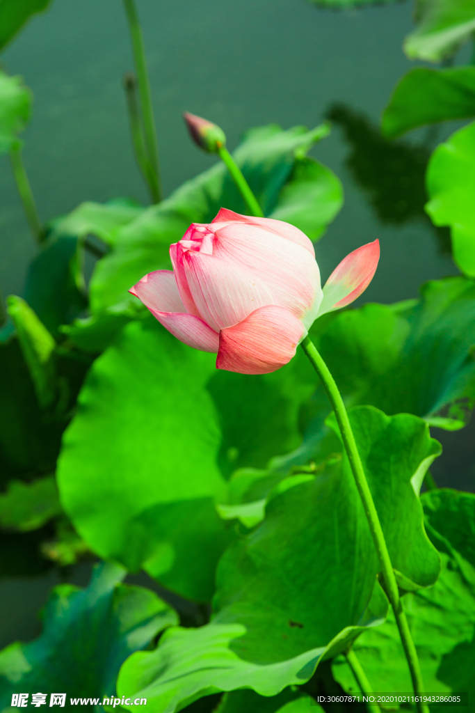 荷花