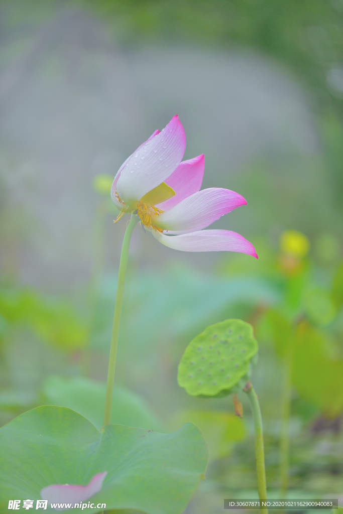 荷花