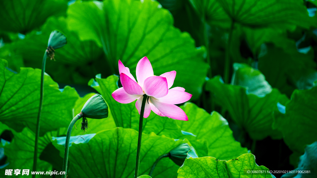 荷花