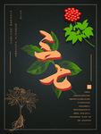 三七