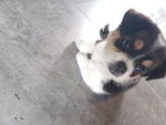 中华田园犬