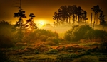 森林夕阳