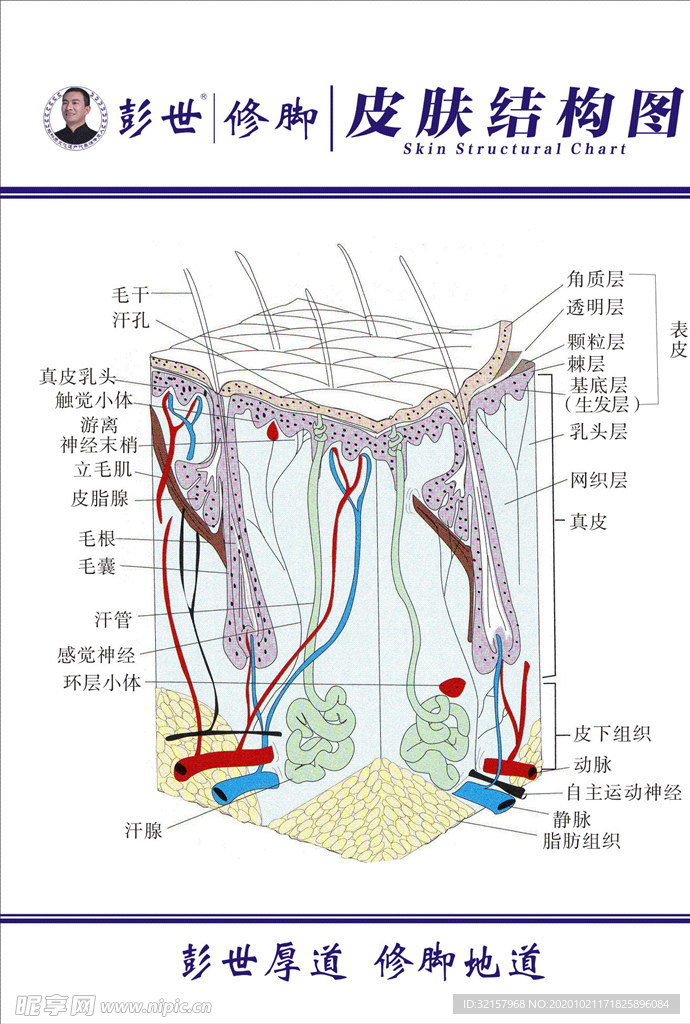 彭世修脚皮肤结构图