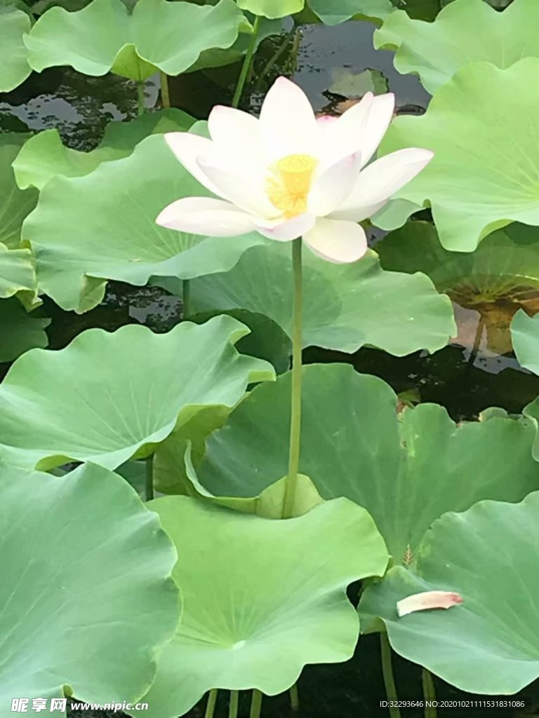 荷花