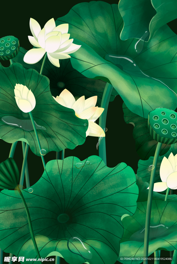 国画荷花