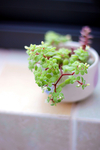 多肉植物