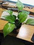 绿色 绿萝 植物 盆栽 绿植