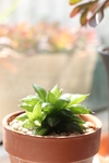 多肉植物