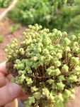 多肉植物