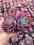 多肉植物
