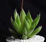 多肉植物
