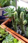 多肉植物