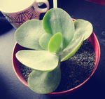 多肉植物