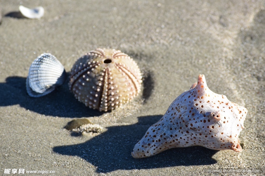 海胆壳