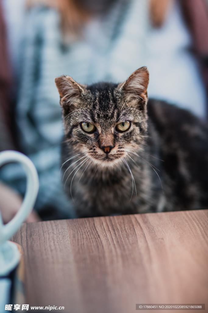 猫