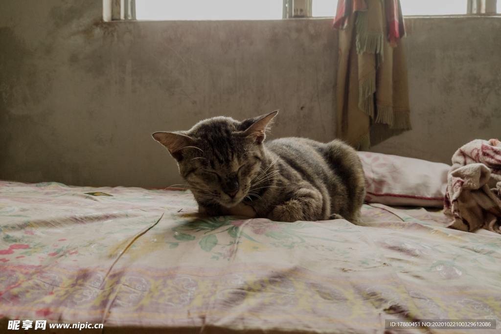 猫