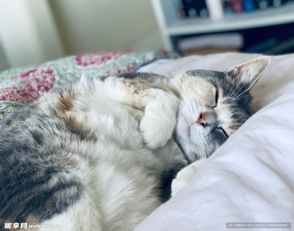 猫