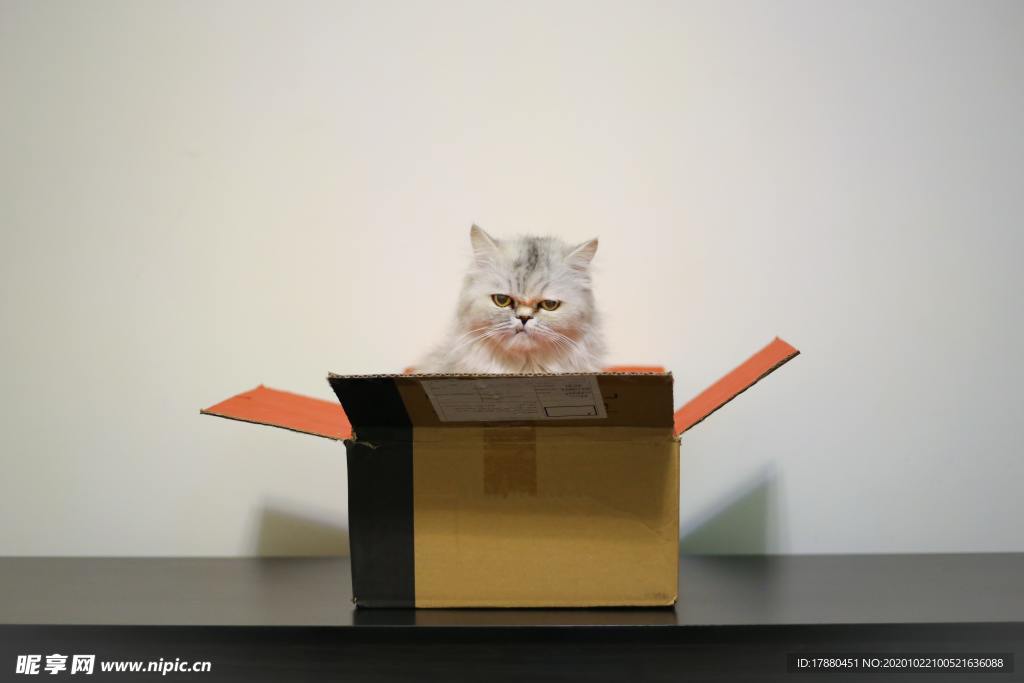 猫
